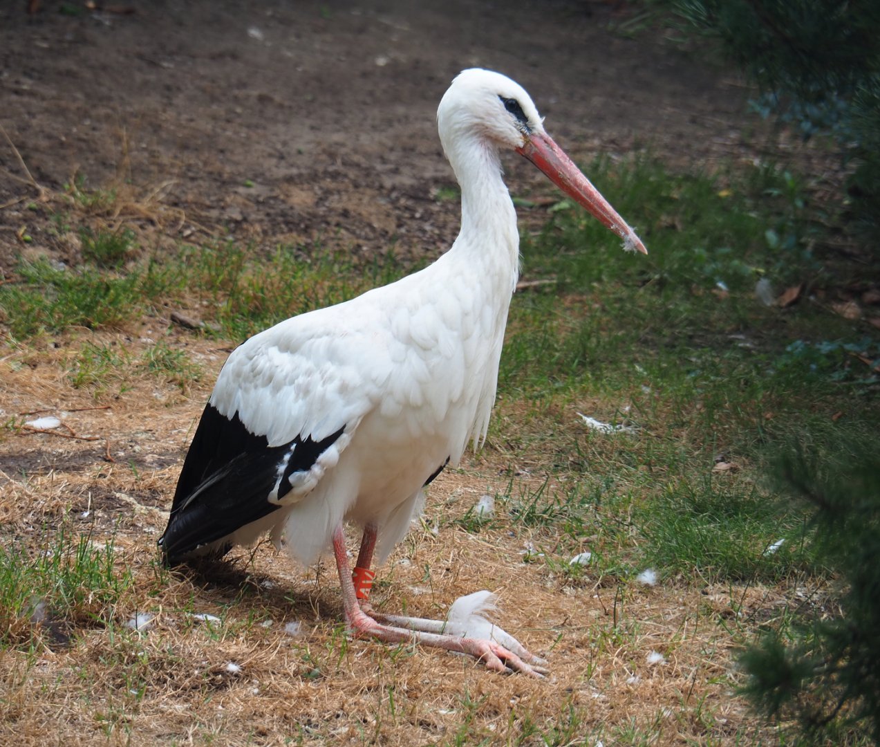 European white stork (Ciconia ciconia), 2019-08-11