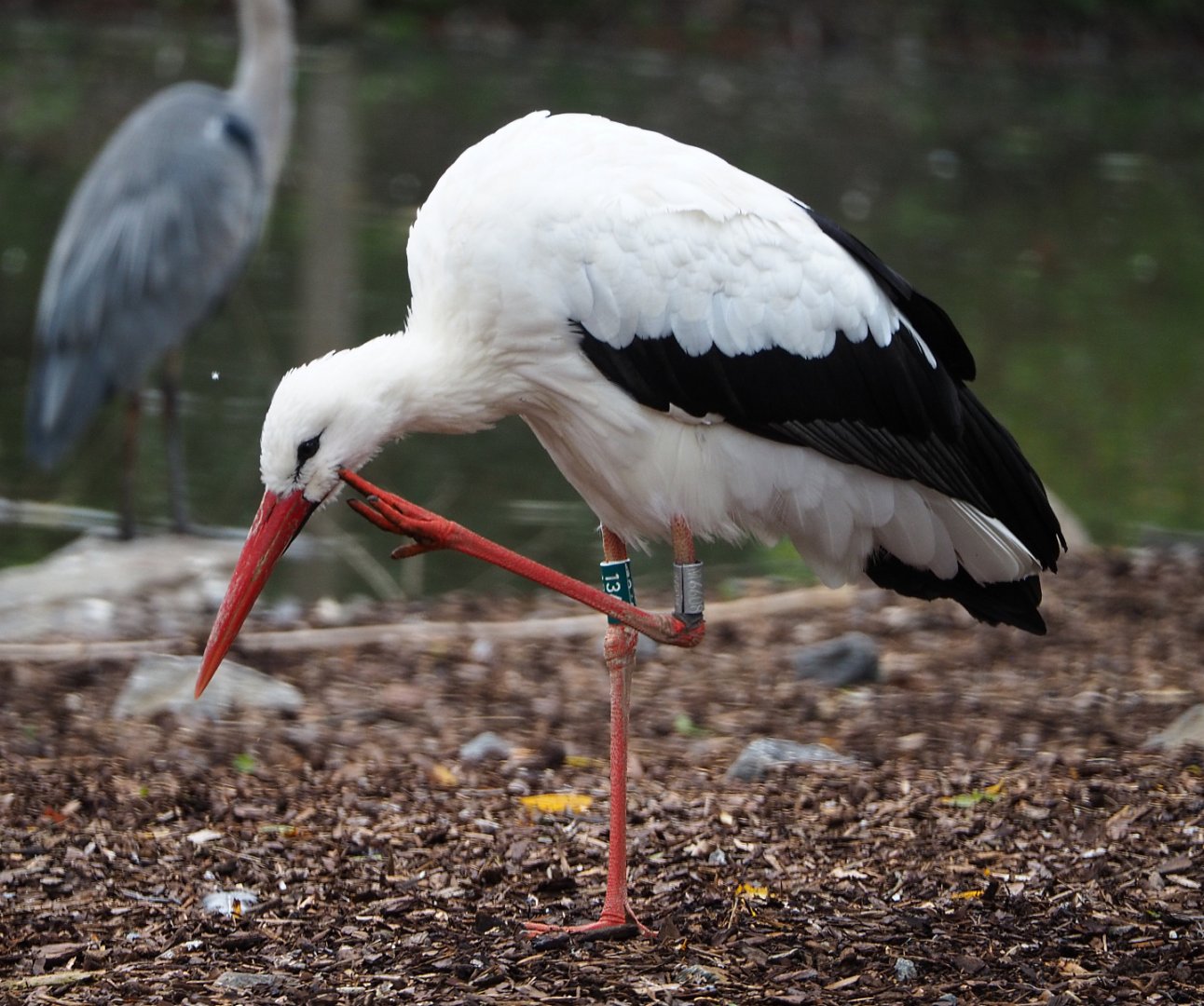 European white stork (Ciconia ciconia), 2019-10-05