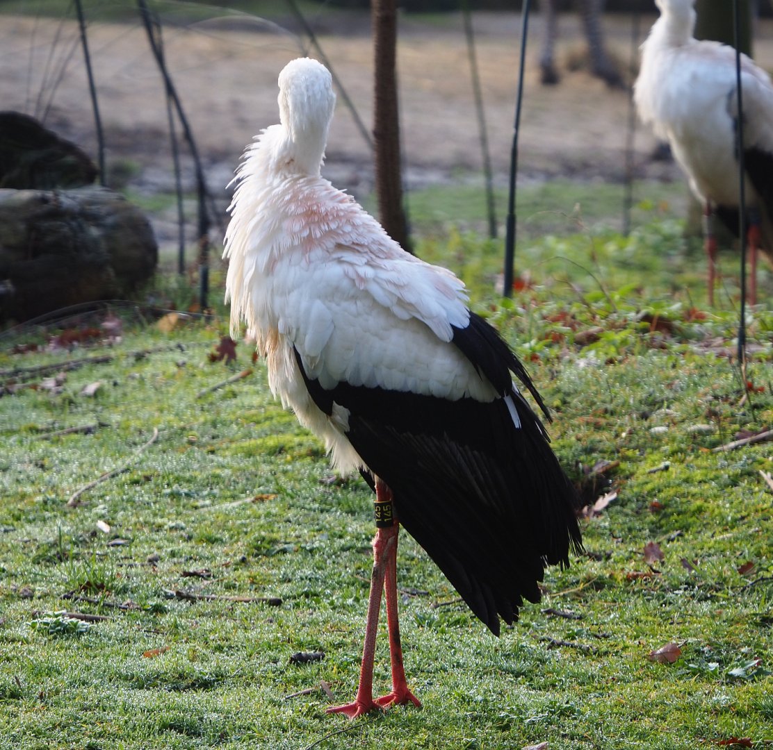 European white stork (Ciconia ciconia), 2019-12-28