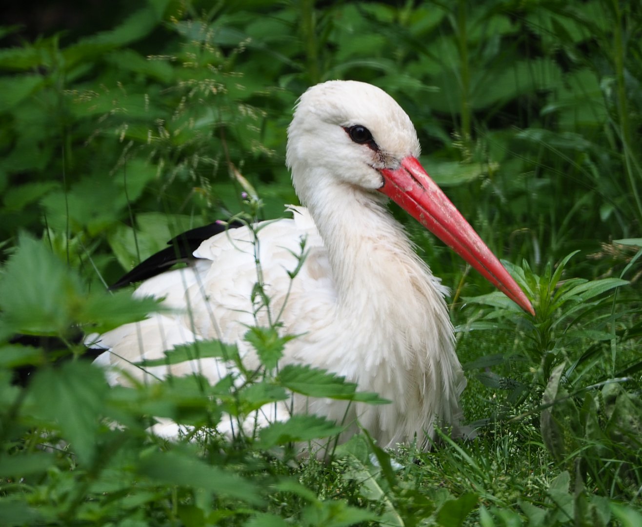 European white stork (Ciconia ciconia), 2020-06-20