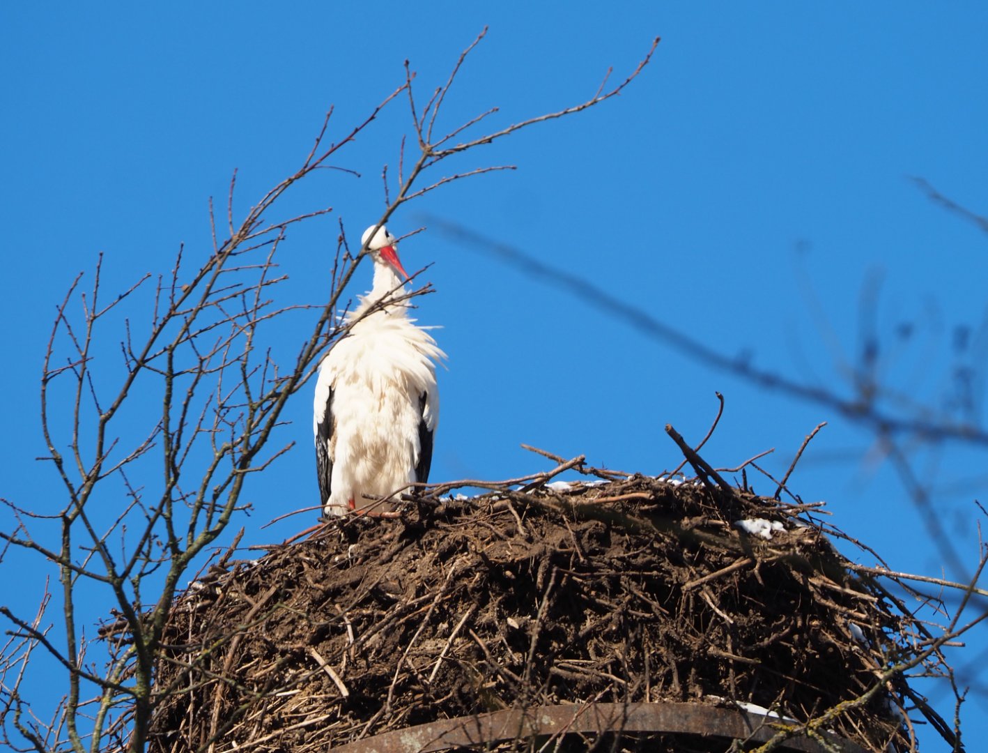 European white stork (Ciconia ciconia), 2021-02-14