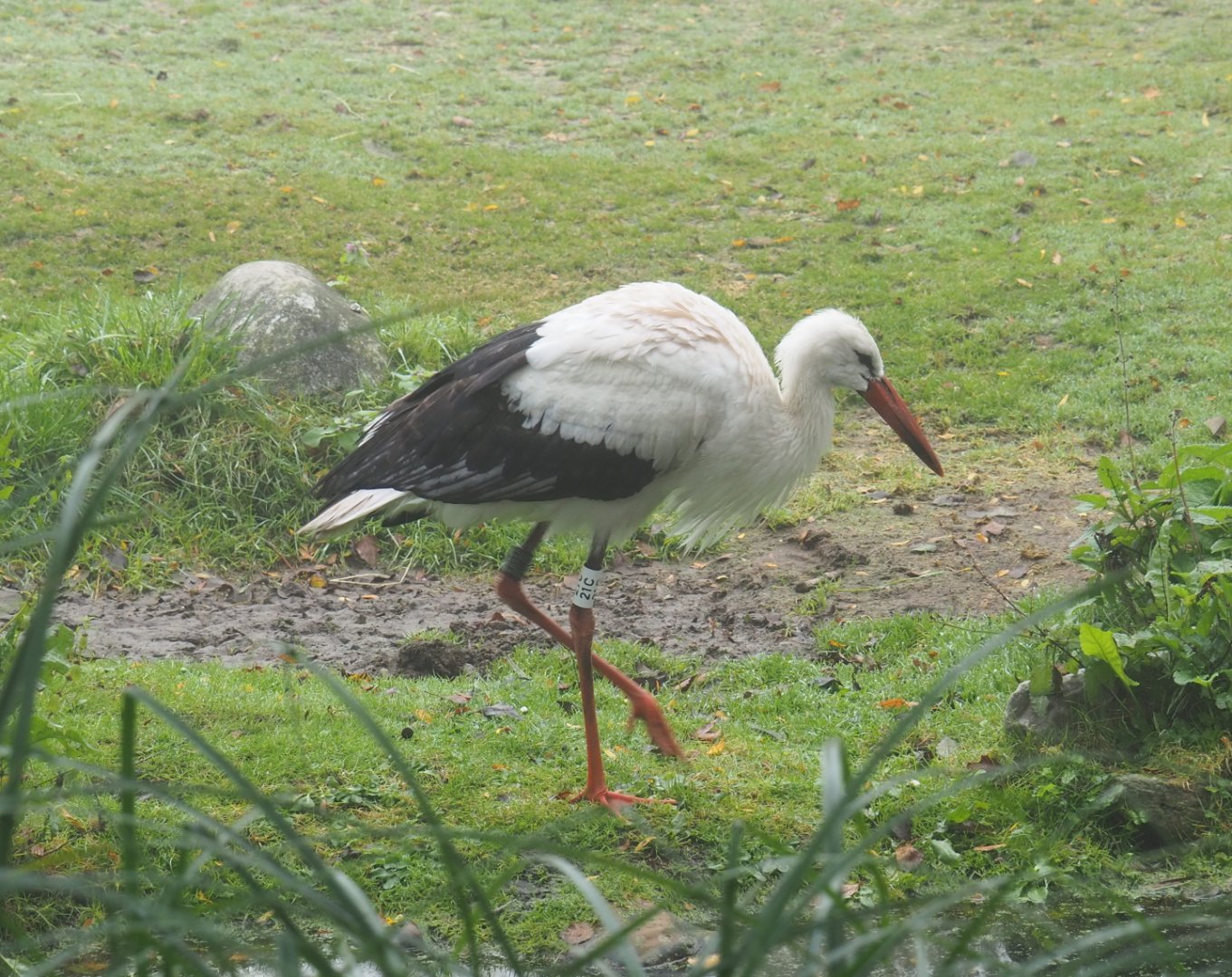 European white stork (Ciconia ciconia), 2021-10-10