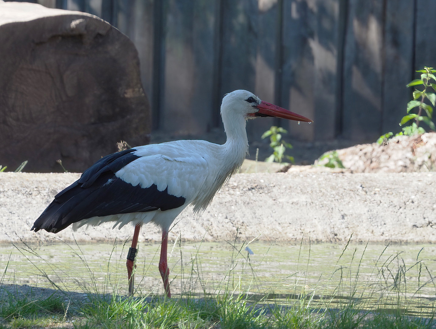 European white stork (Ciconia ciconia), 2022-06-15