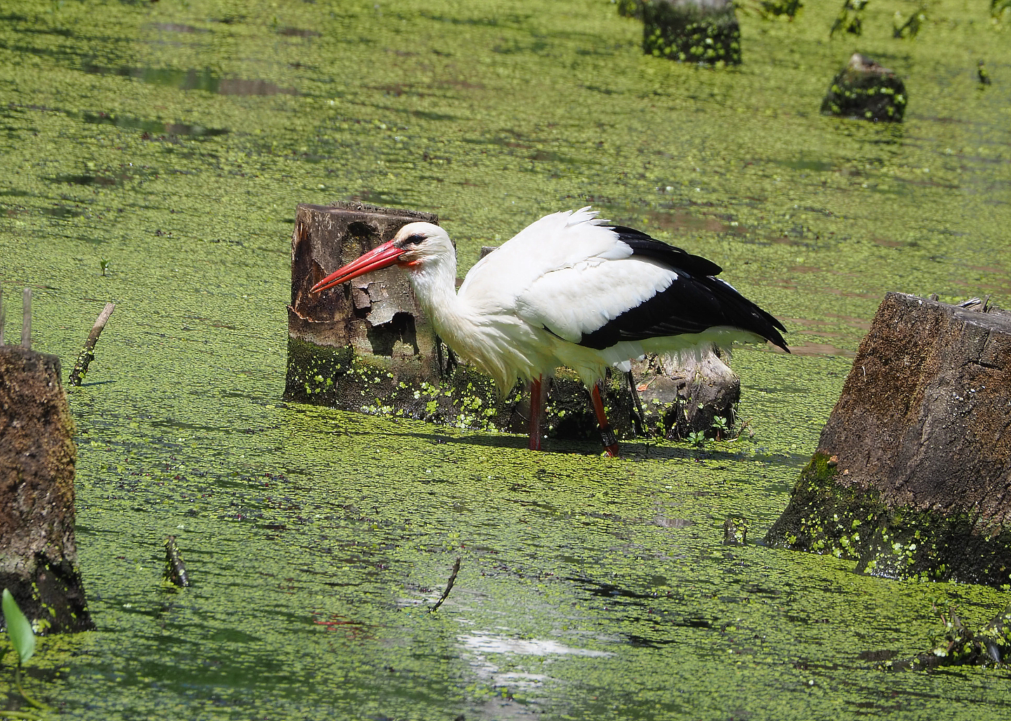 European white stork (Ciconia ciconia), 2022-06-28