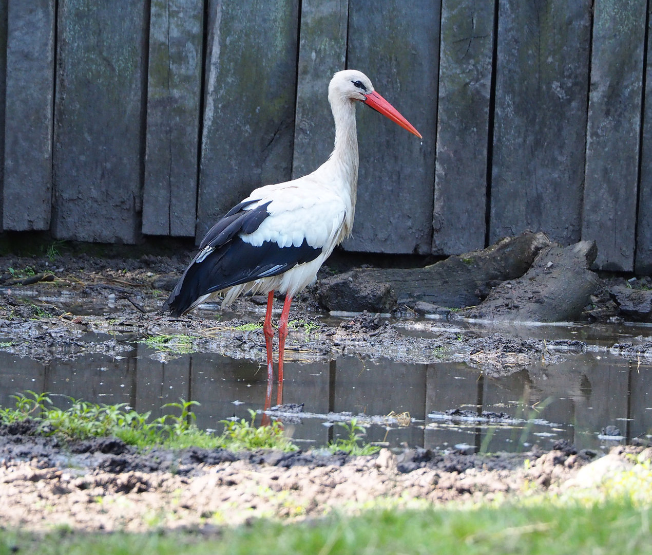 European white stork (Ciconia ciconia), 2022-07-03