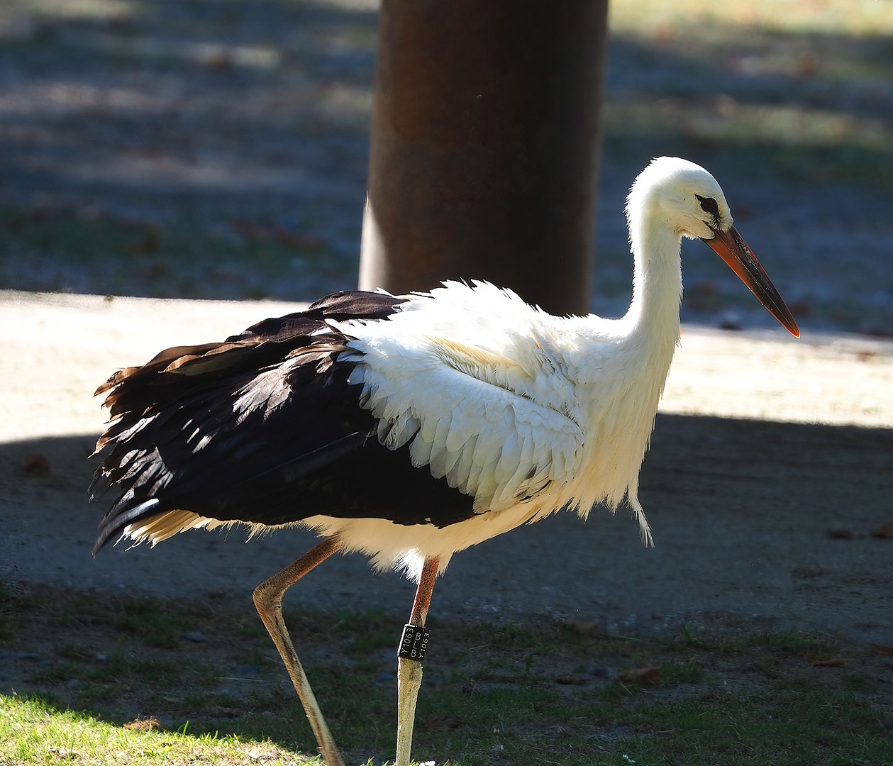 European white stork (Ciconia ciconia), 2022-08-07