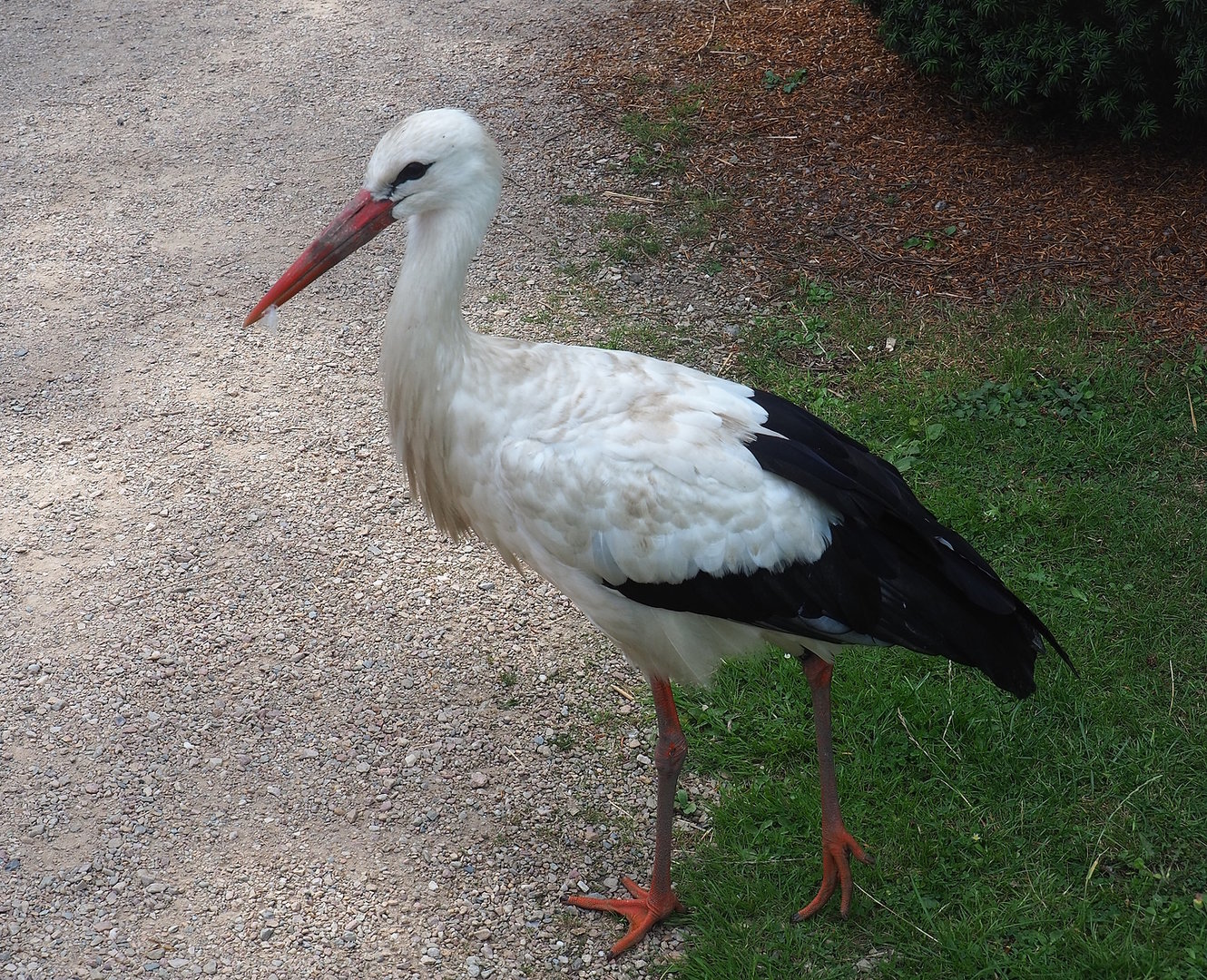 European white stork (Ciconia ciconia), 2022-08-28