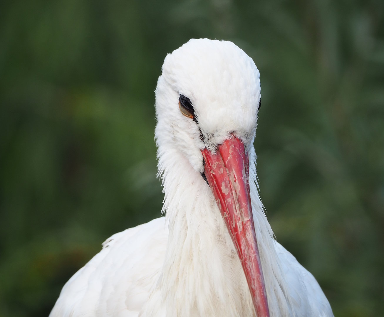 European white stork (Ciconia ciconia), 2022-08-28