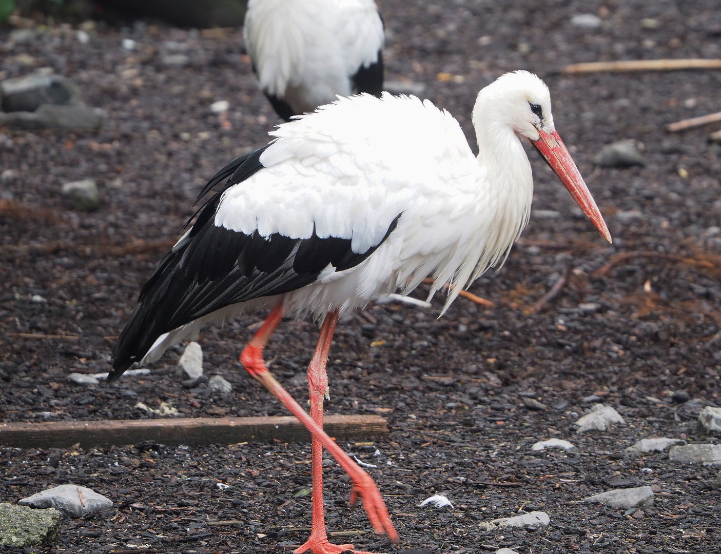 European white stork (Ciconia ciconia), 2022-09-15