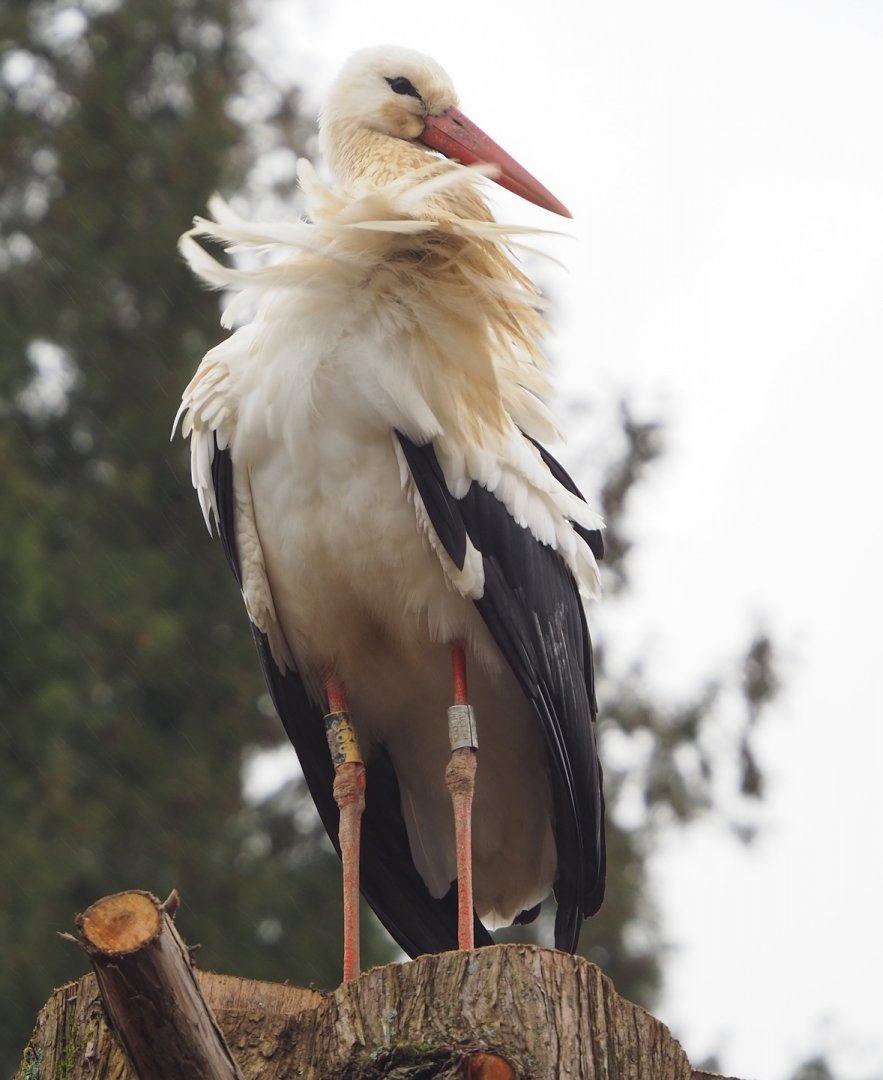 European white stork (Ciconia ciconia), 2023-02-19