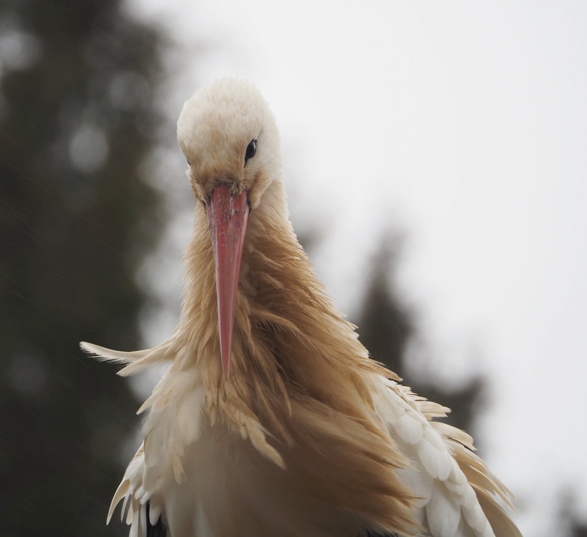 European white stork (Ciconia ciconia), 2023-02-19