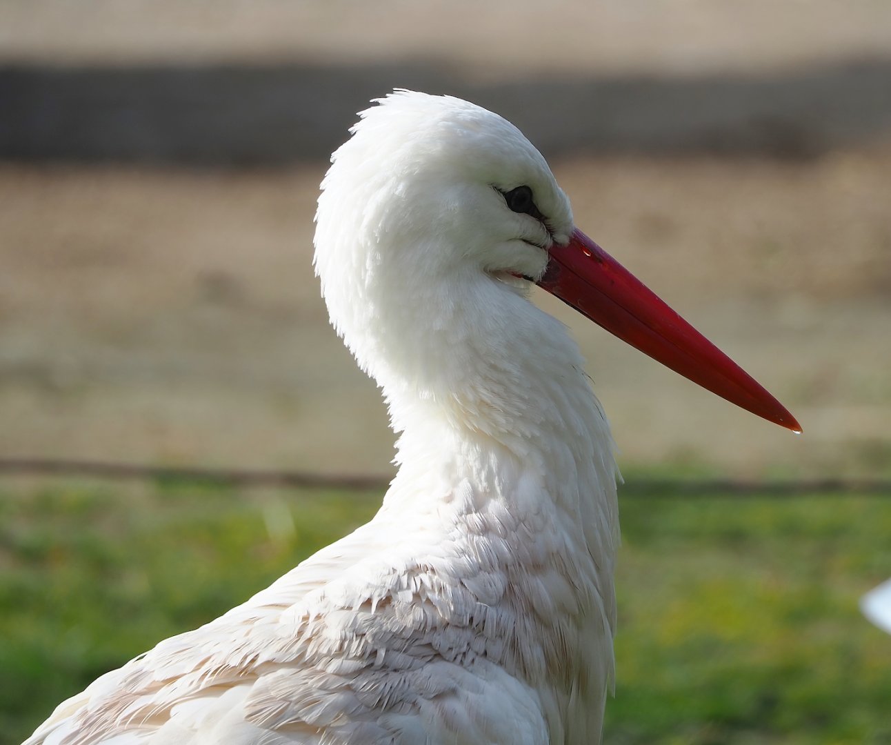 European white stork (Ciconia ciconia), 2023-03-28