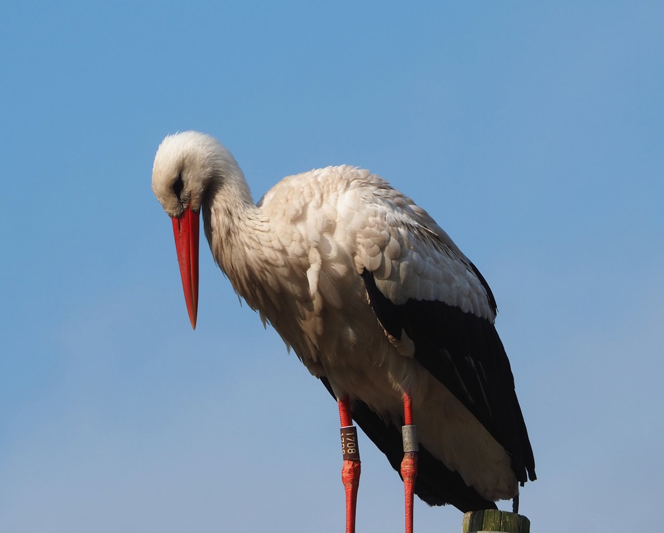 European white stork (Ciconia ciconia), 2023-04-18
