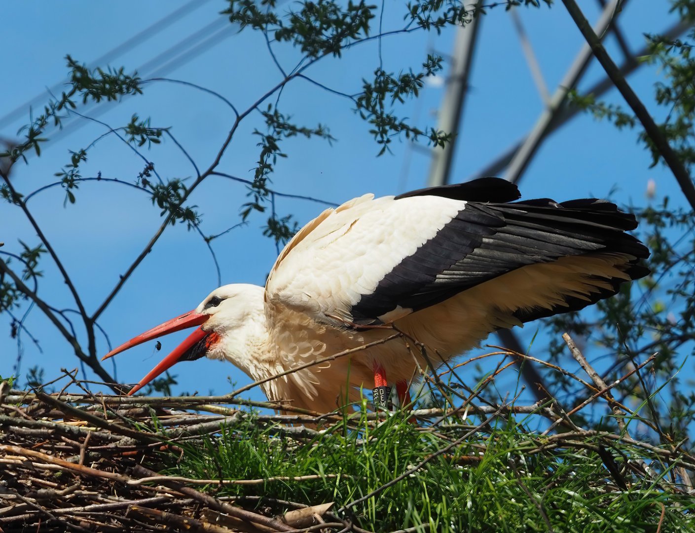 European white stork (Ciconia ciconia), 2023-04-30