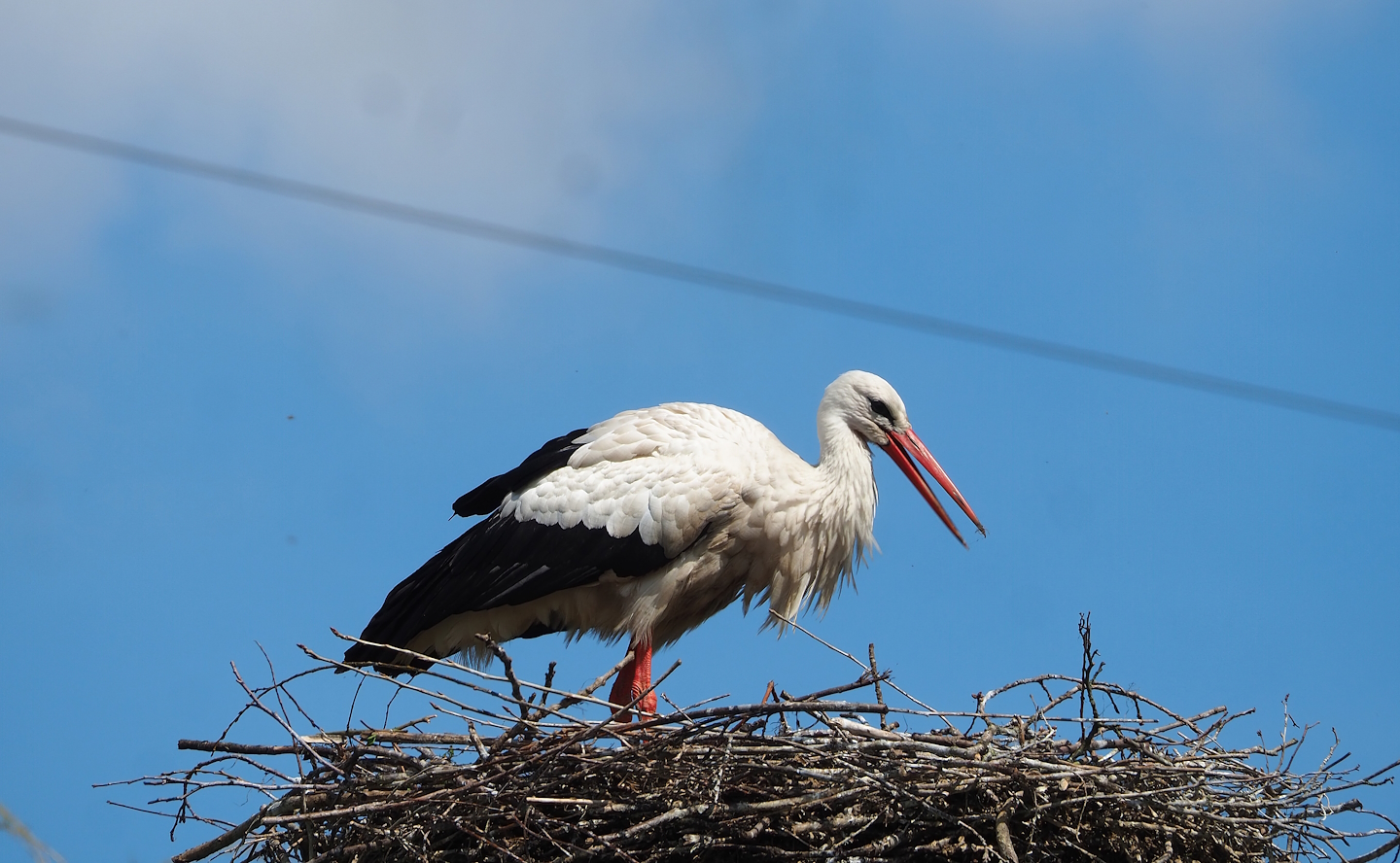 European white stork (Ciconia ciconia), 2023-04-30