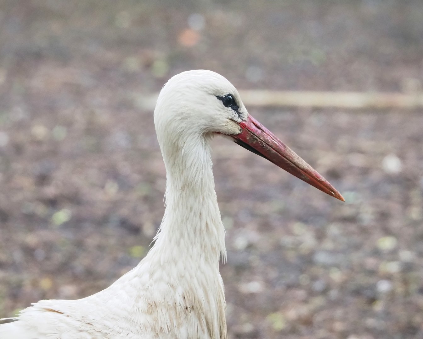 European white  stork (Ciconia ciconia), 2023-05-15
