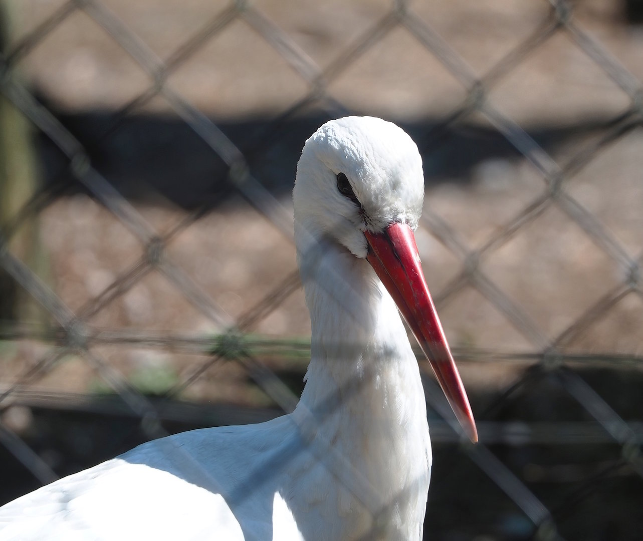 European white stork (Ciconia ciconia), 2023-05-31