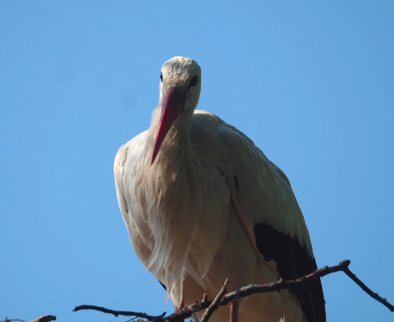 European white stork (Ciconia ciconia), 2023-07-08
