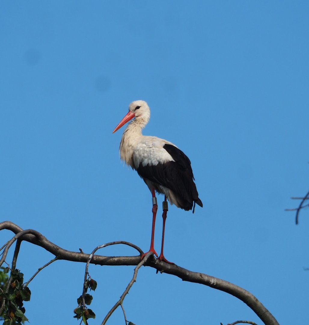 European white stork (Ciconia ciconia), 2023-07-26