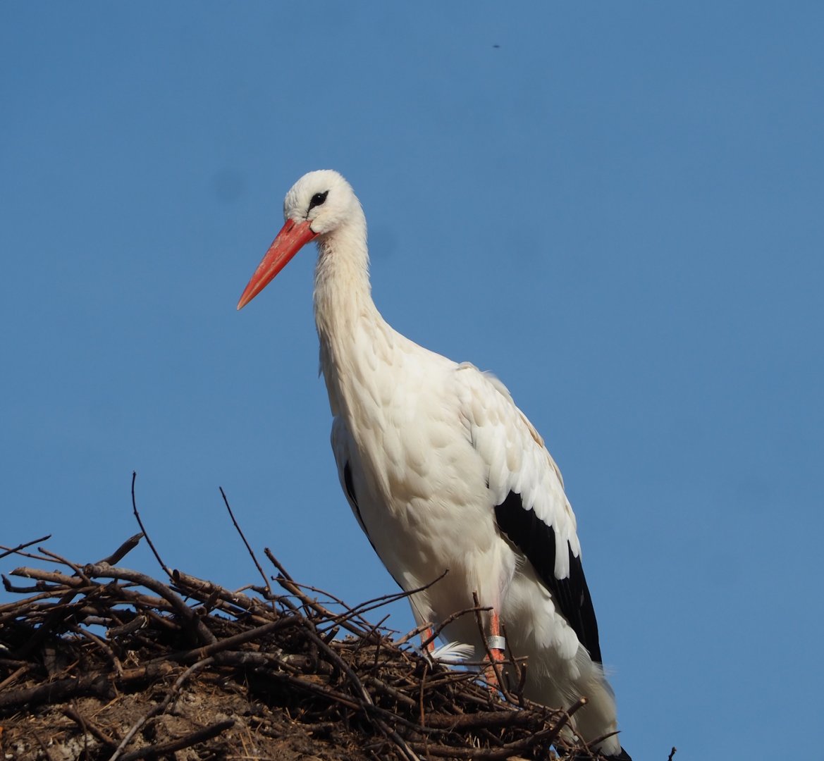 European white stork (Ciconia ciconia), 2023-10-04