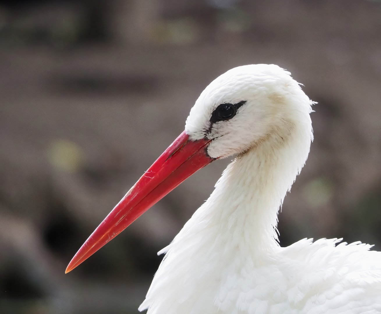 European white stork (Ciconia ciconia), 2023-10-13