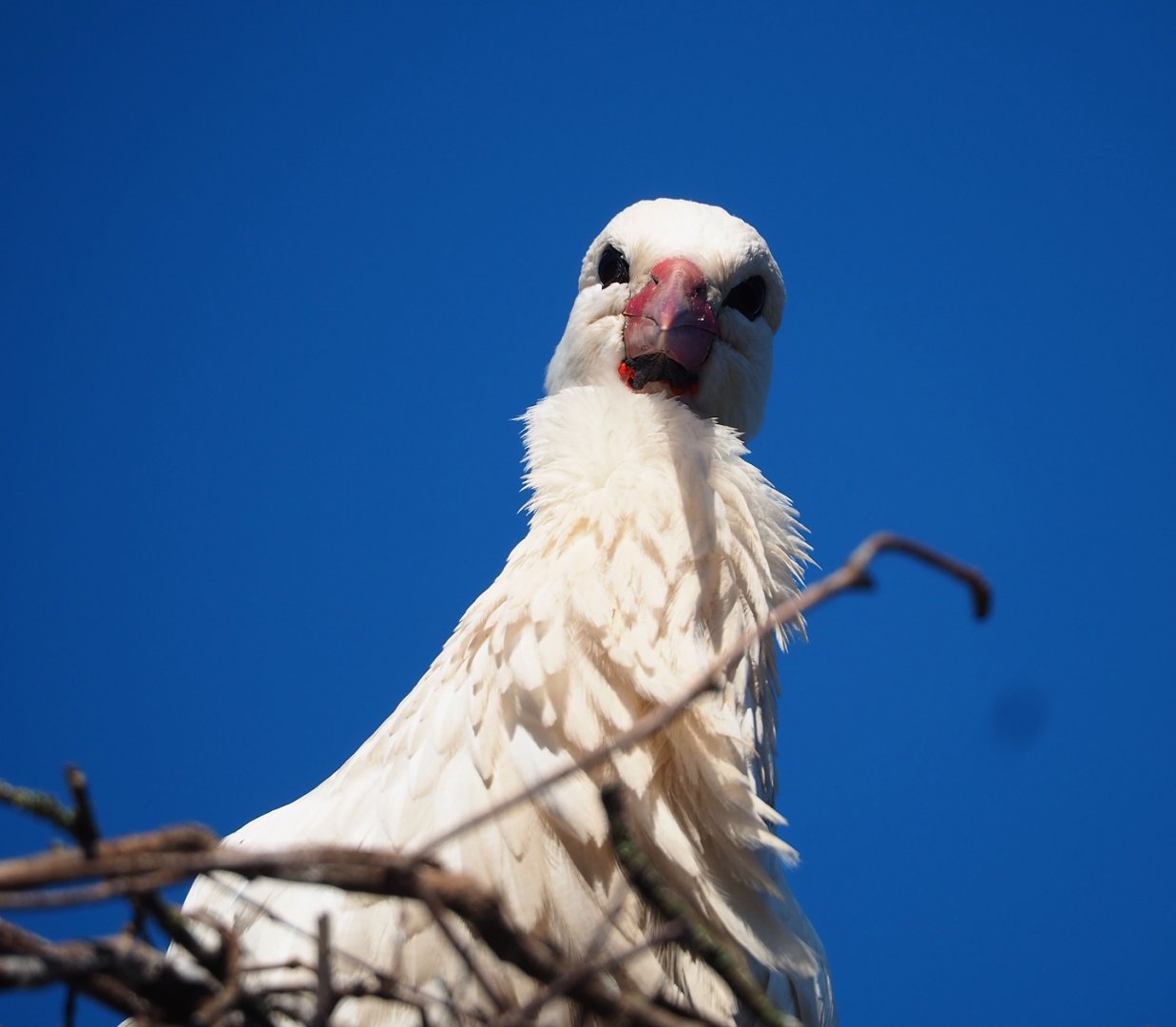 European white stork (Ciconia ciconia), 2024-03-04