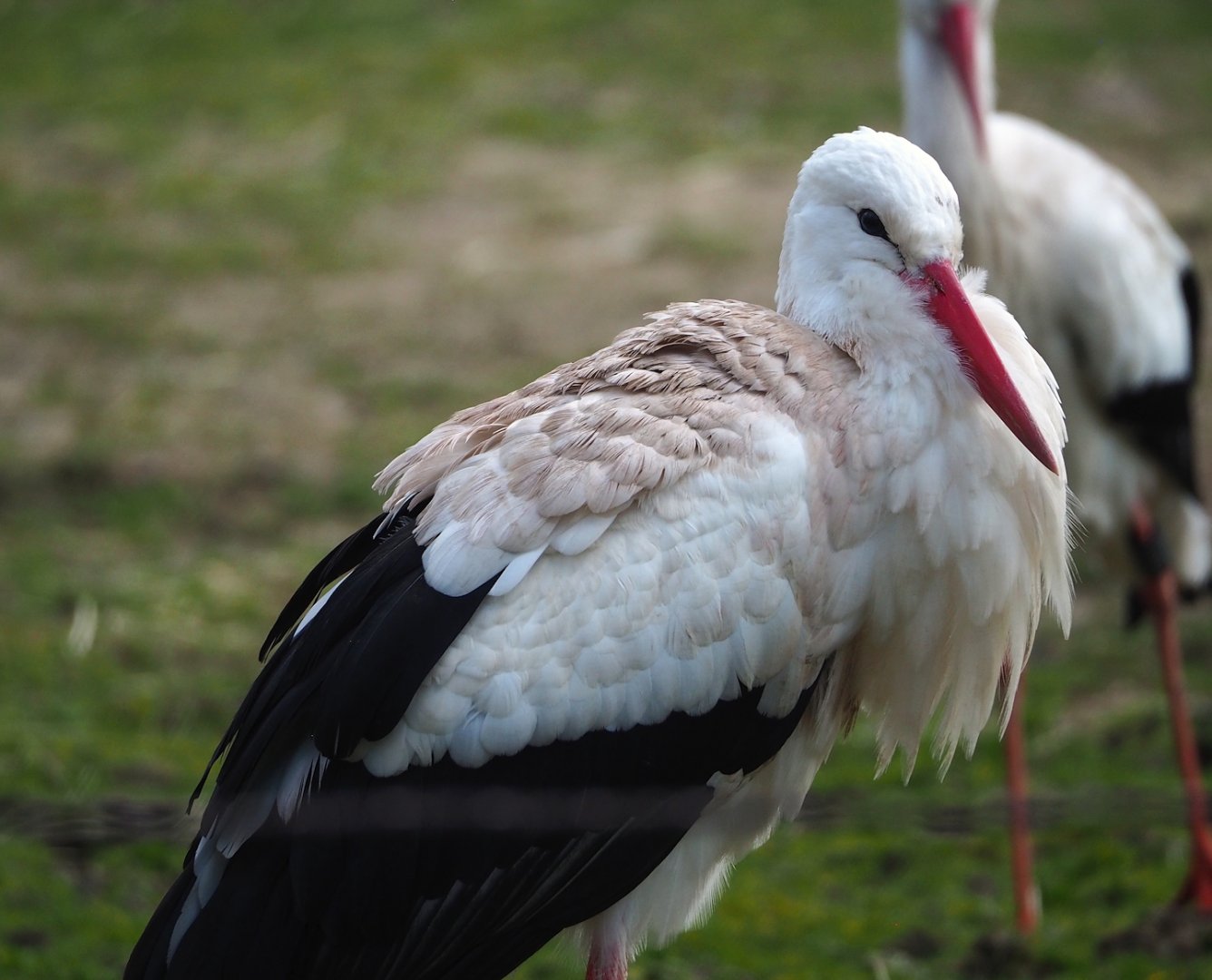 European white stork (Ciconia ciconia), 2024-03-04