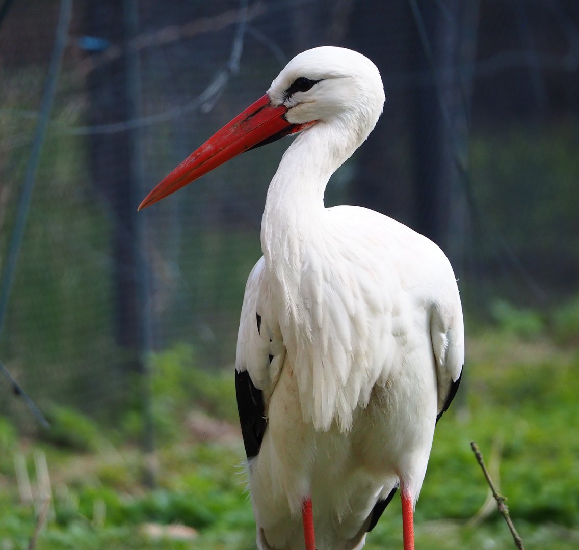 European white stork (Ciconia ciconia), 2024-03-04
