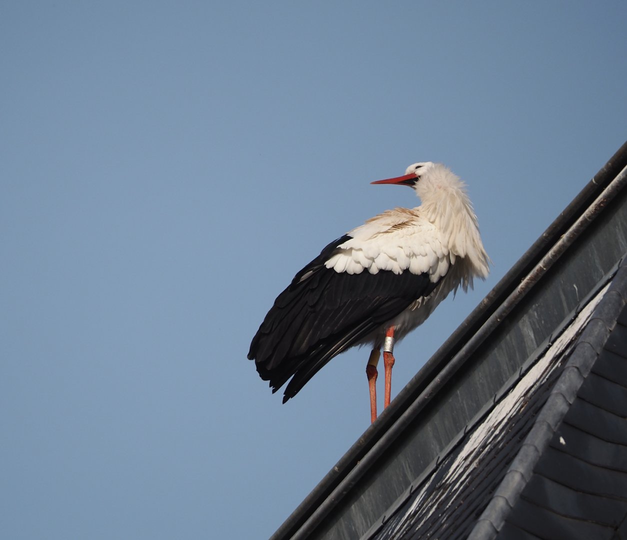 European white stork (Ciconia ciconia), 2024-03-20