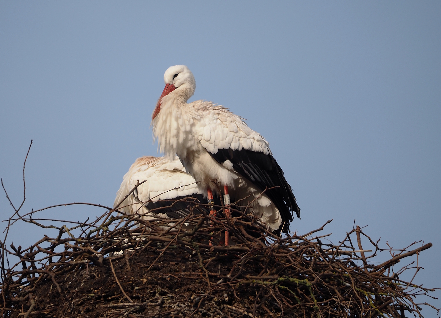 European white stork (Ciconia ciconia), 2024-03-20