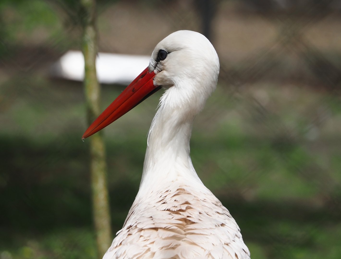European white stork (Ciconia ciconia), 2024-04-14