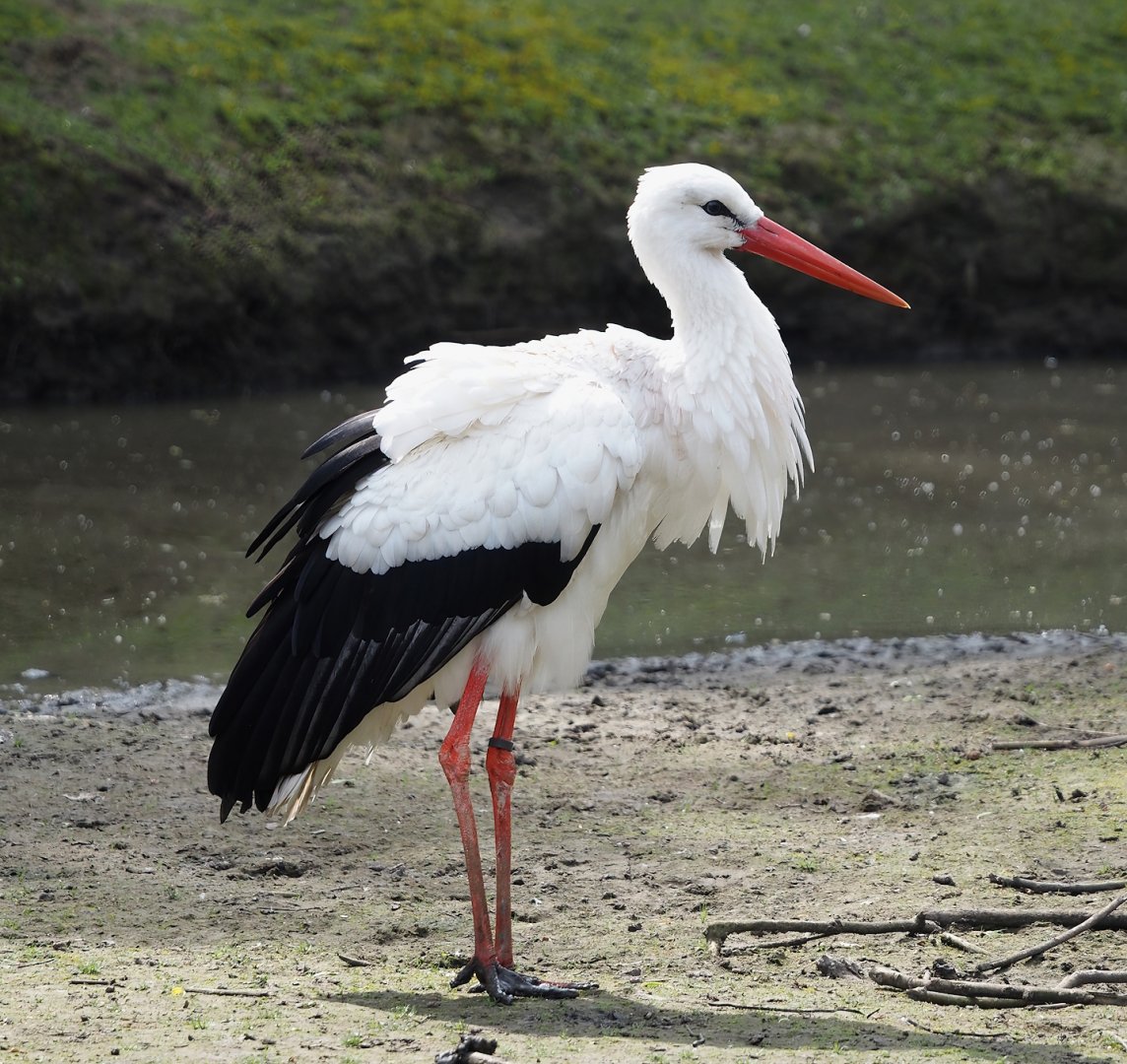 European white stork (Ciconia ciconia), 2024-05-11
