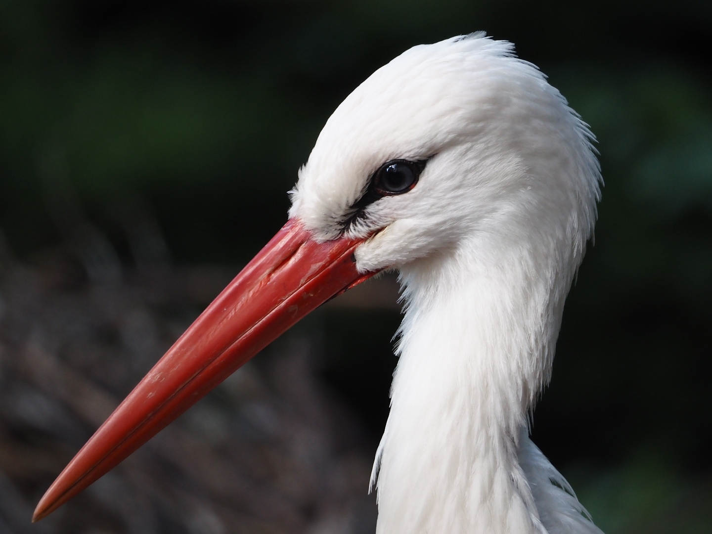 European white stork (Ciconia ciconia), 2024-05-24