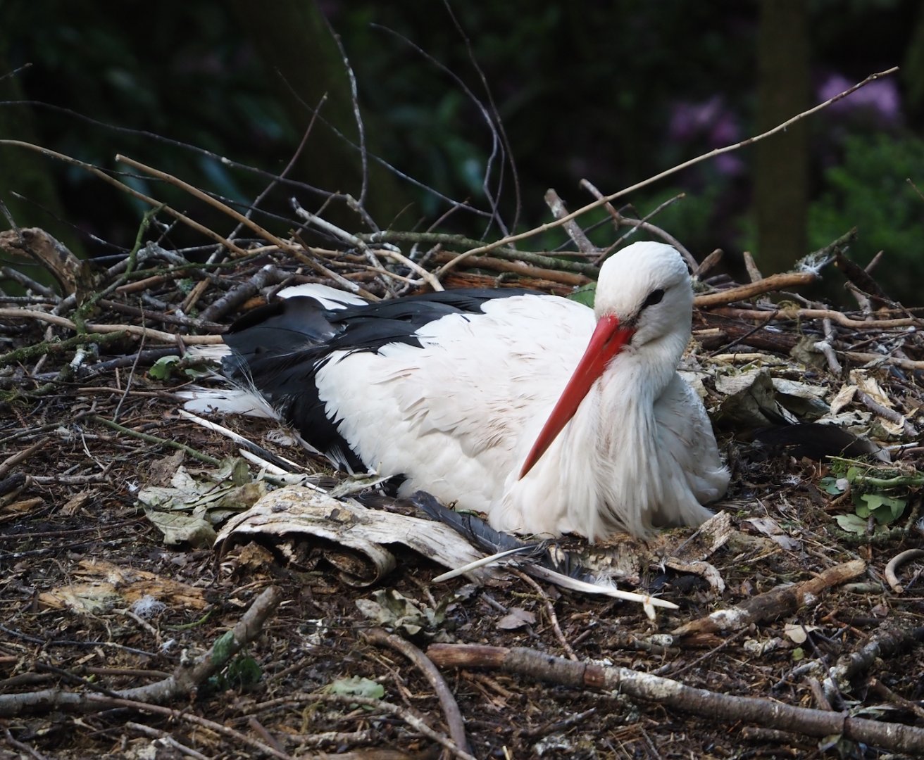 European white stork (Ciconia ciconia), 2024-05-24