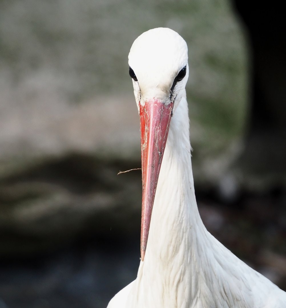 European white stork (Ciconia ciconia), 2024-05-24
