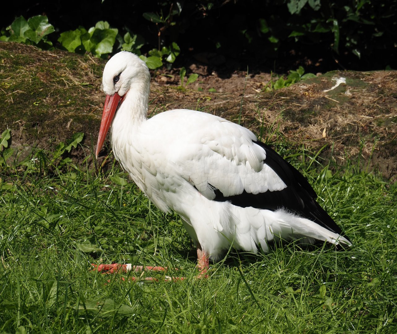 European white stork (Ciconia ciconia), 2024-06-08