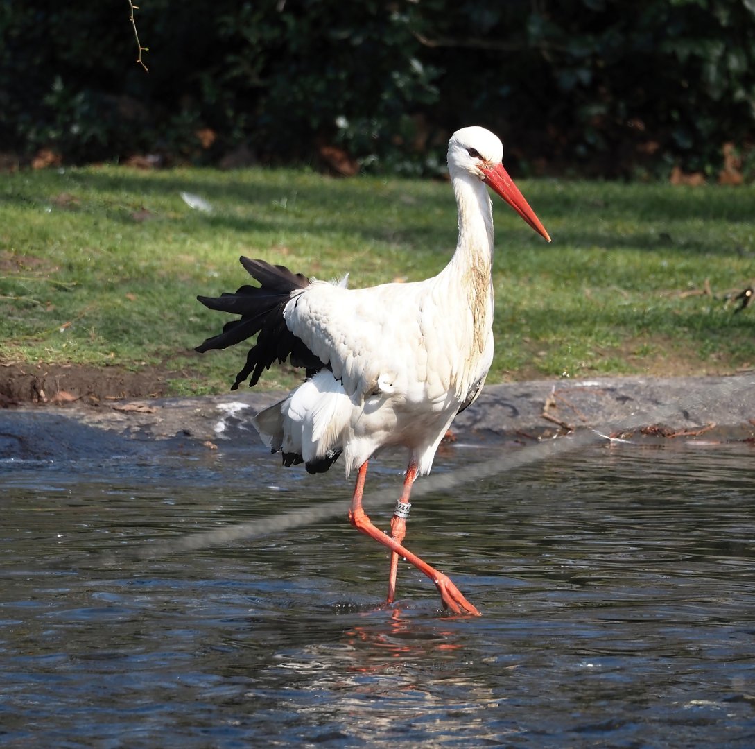 European white stork (Ciconia ciconia), 2025-03-16