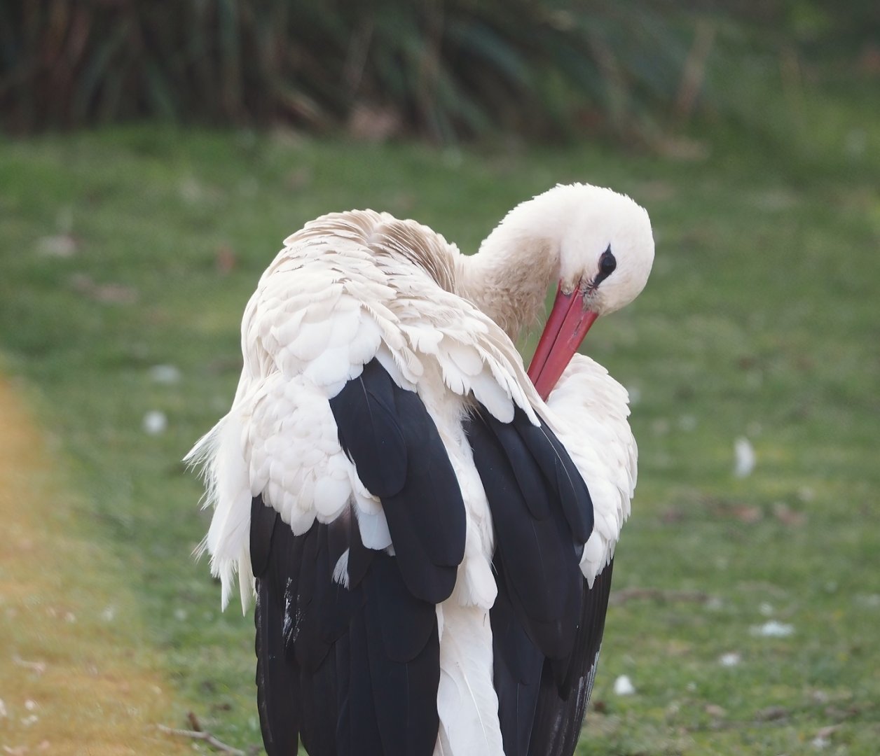 European white stork (Ciconia ciconia), 2025-03-16