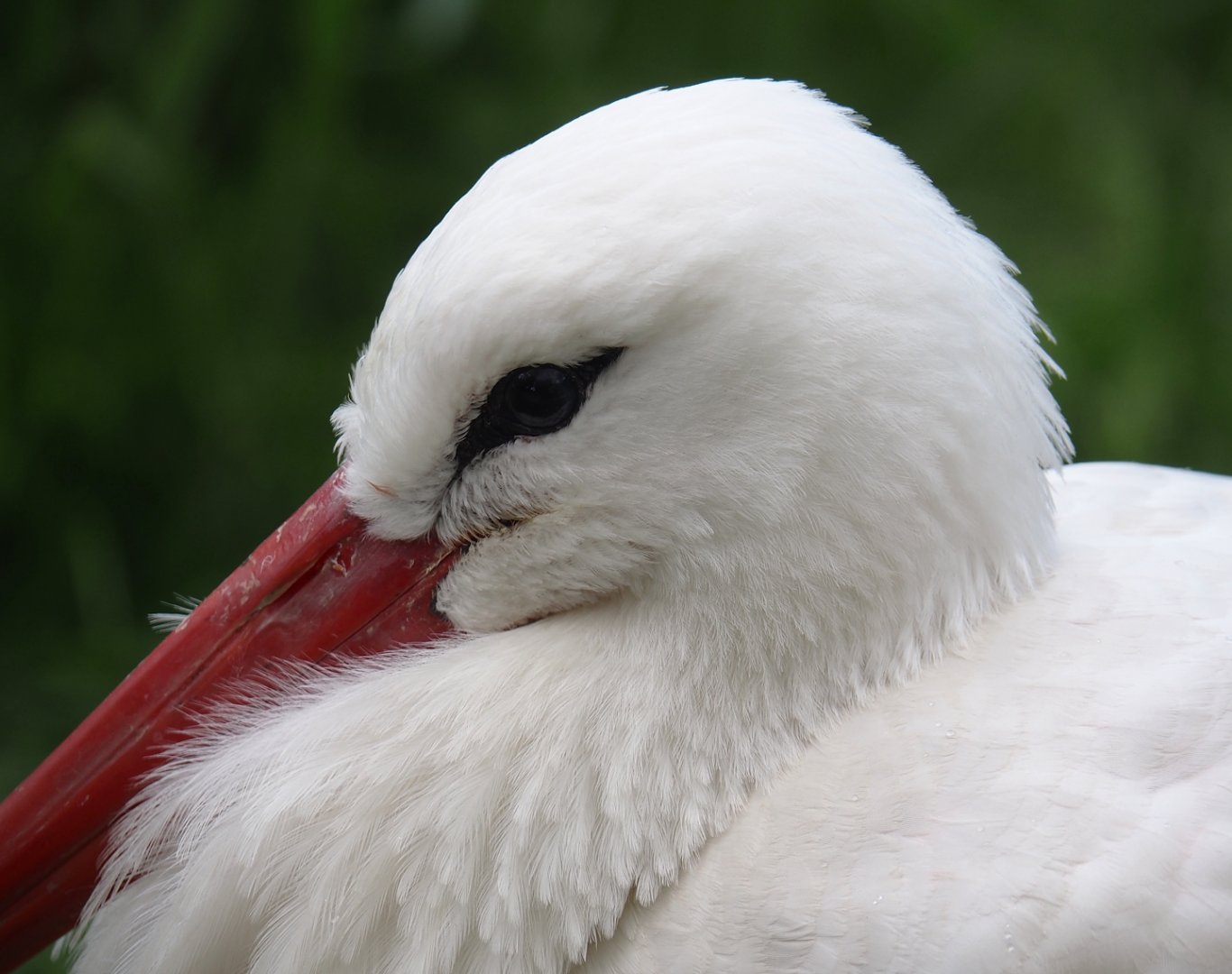 European white stork (Ciconia ciconia), 2025-05-22