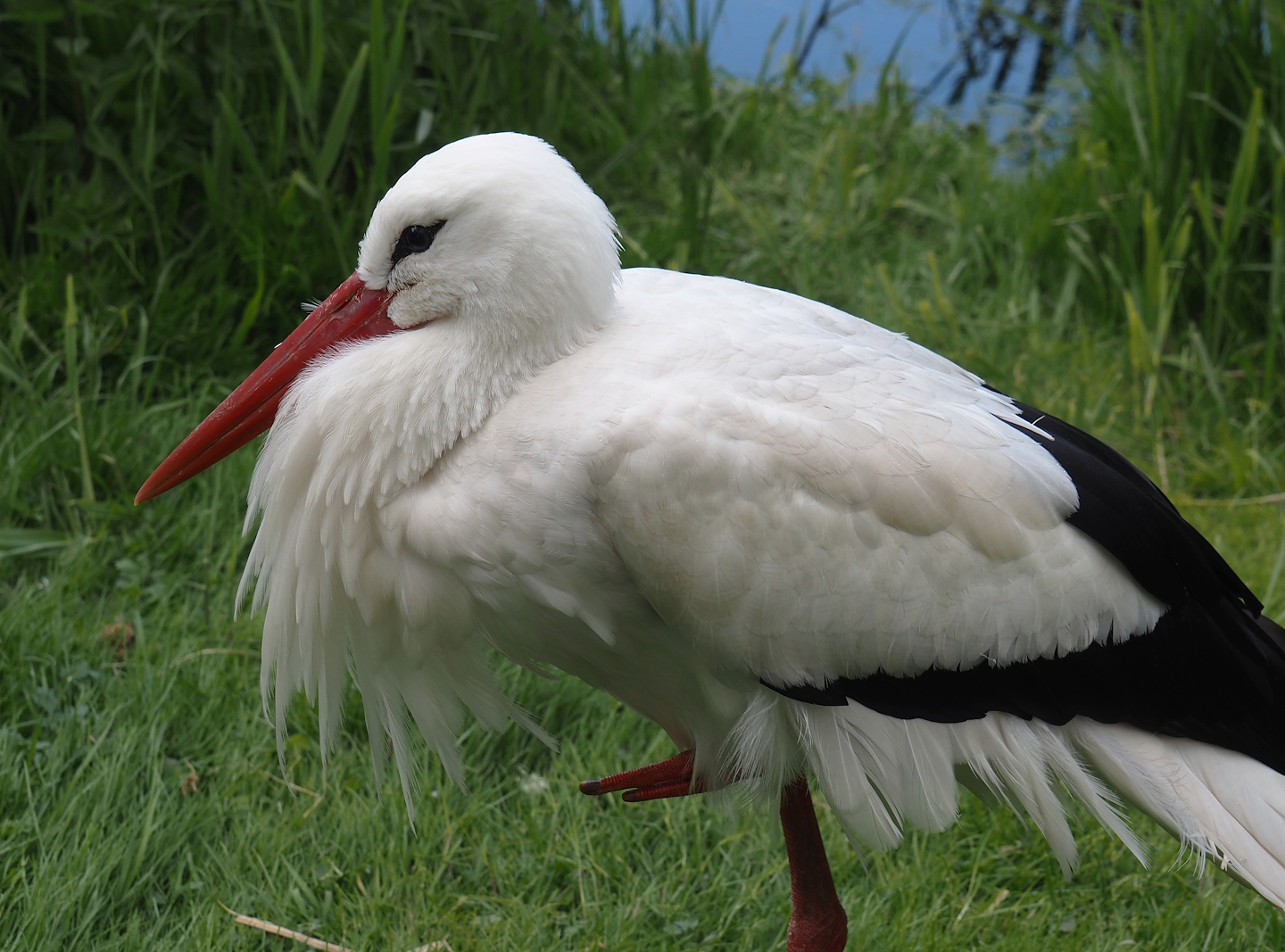 European white stork (Ciconia ciconia), 2025-05-22