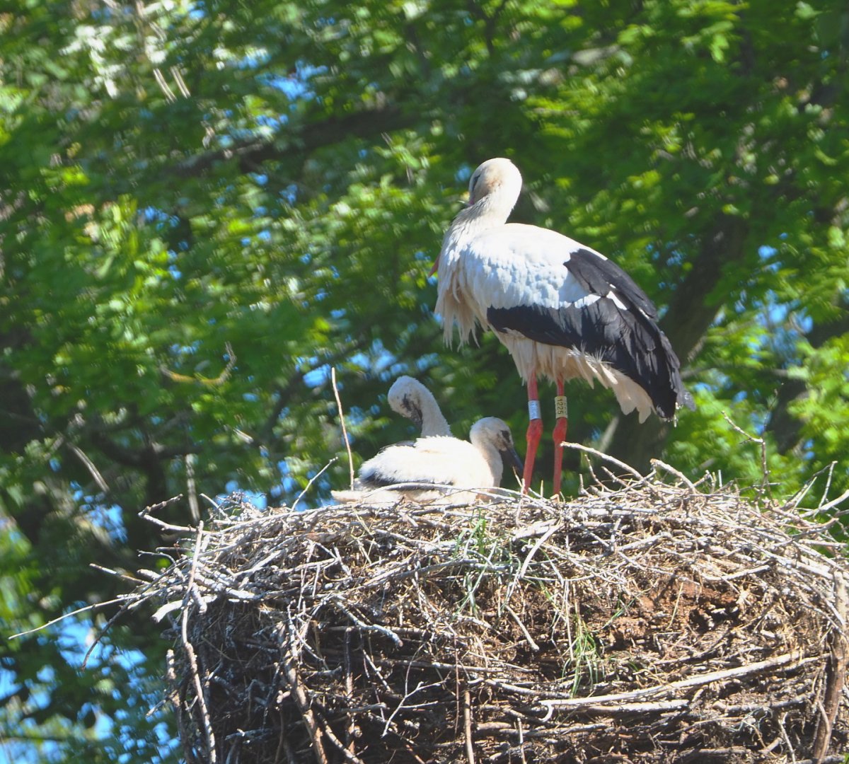 European white stork (Ciconia ciconia), Adult and chicks on nest, 2021-06-01