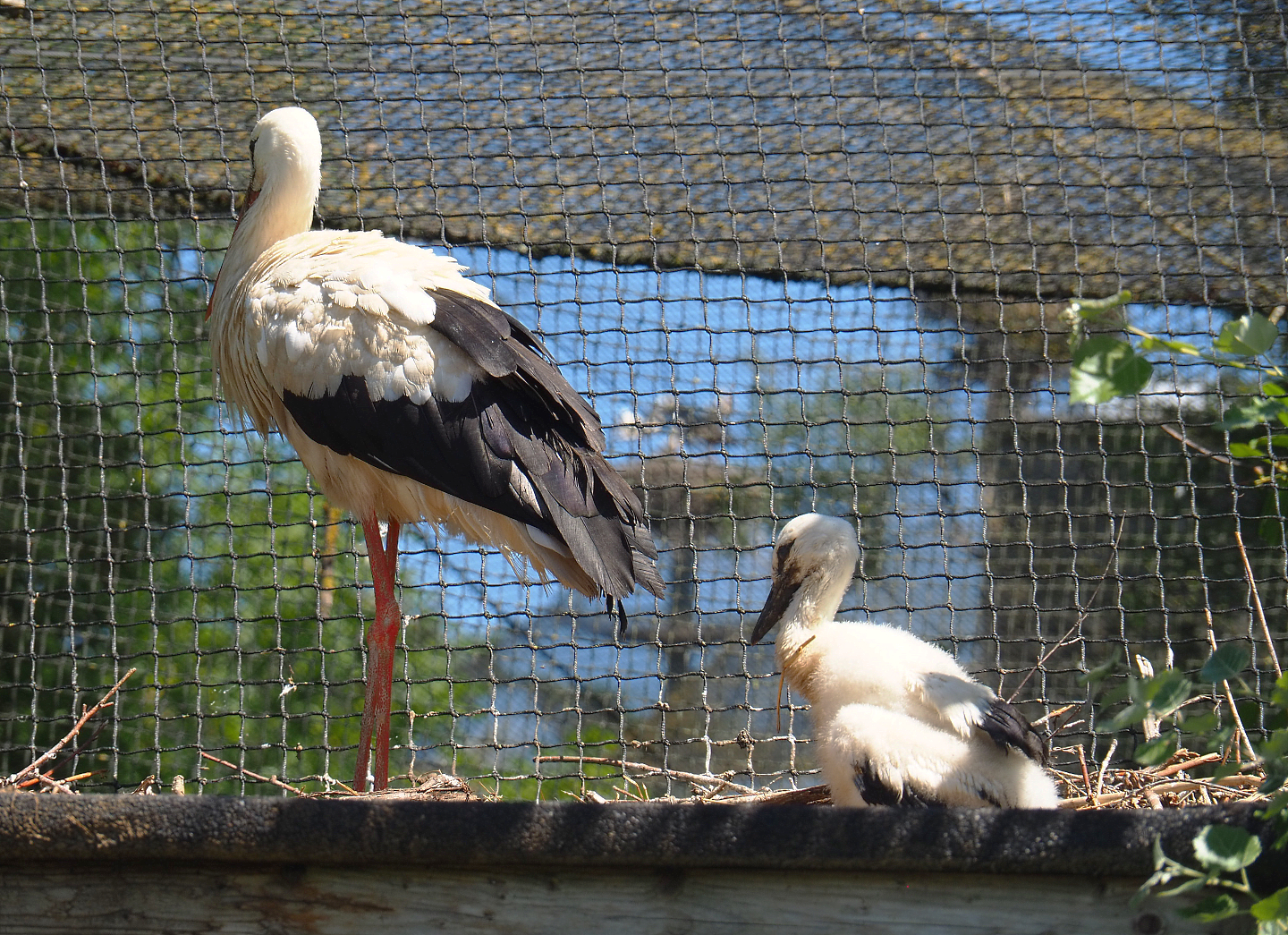 European white stork (Ciconia ciconia) and chick, 2022-06-28