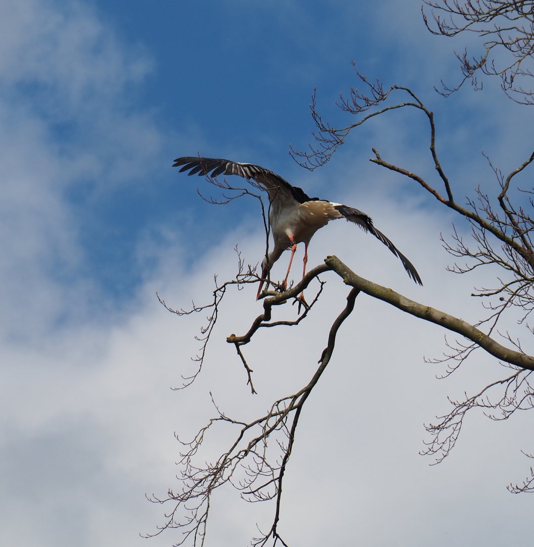 European white stork (Ciconia ciconia) balancing in a tree, 2024-03-04