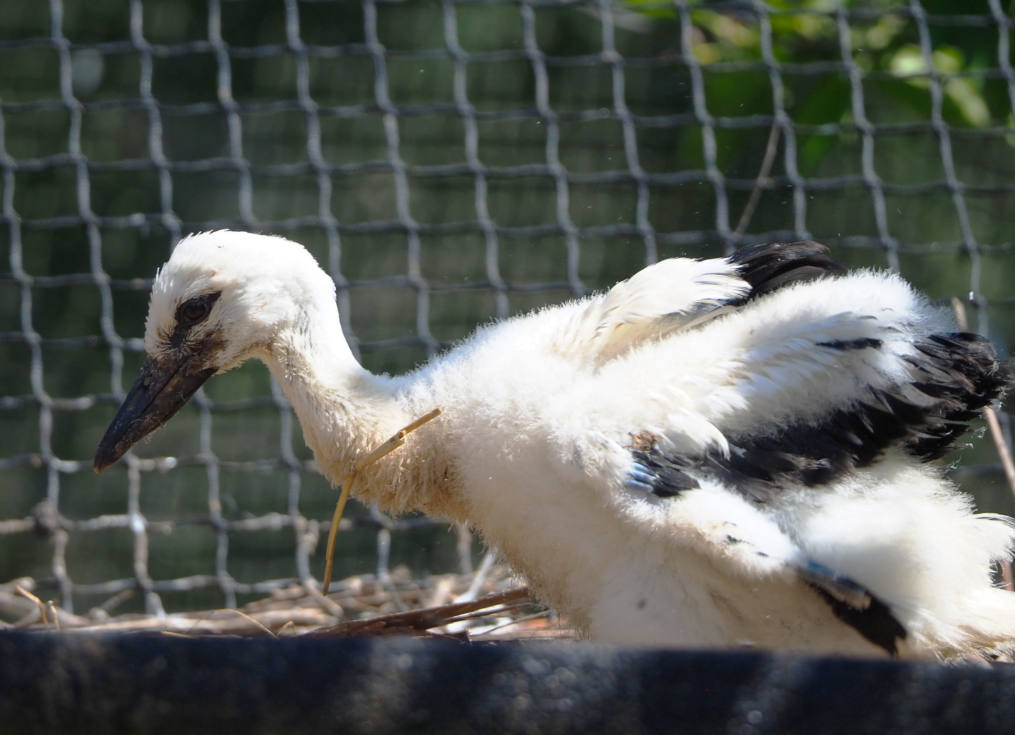 European white stork (Ciconia ciconia) chick, 2022-06-28