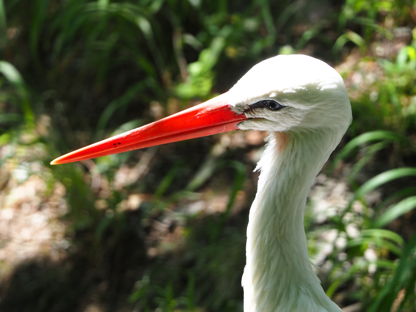 European white stork (Ciconia ciconia ciconia), 2020-07-12