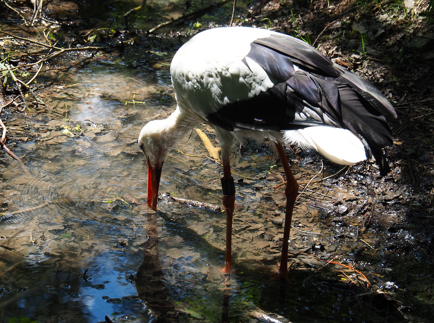 European white stork (Ciconia ciconia ciconia), 2020-07-12