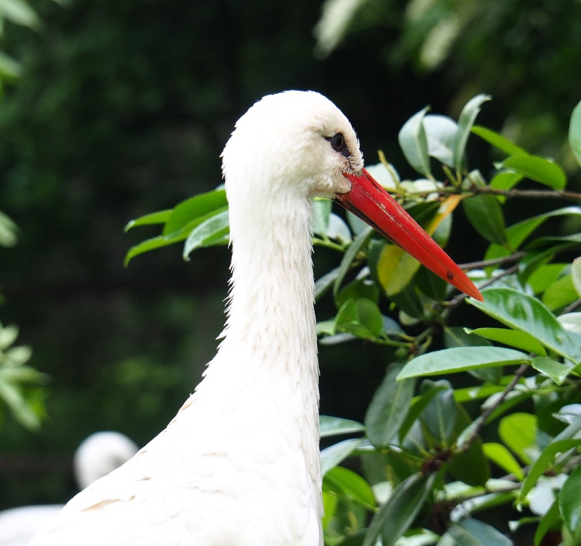 European white stork (Ciconia ciconia ciconia), 2021-06-15