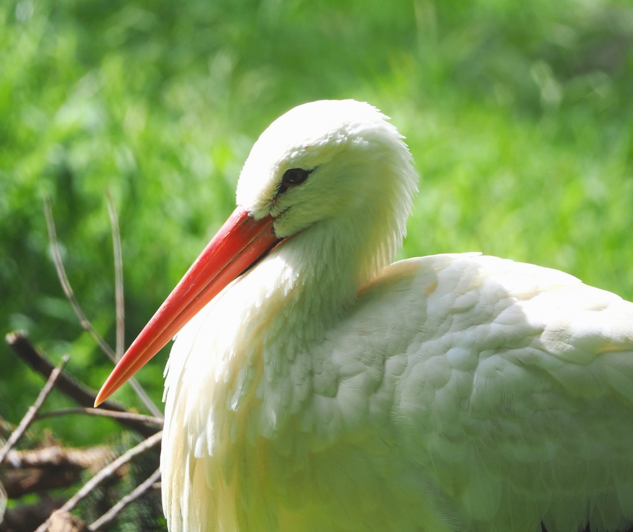 European white stork (Ciconia ciconia ciconia), 2021-08-15