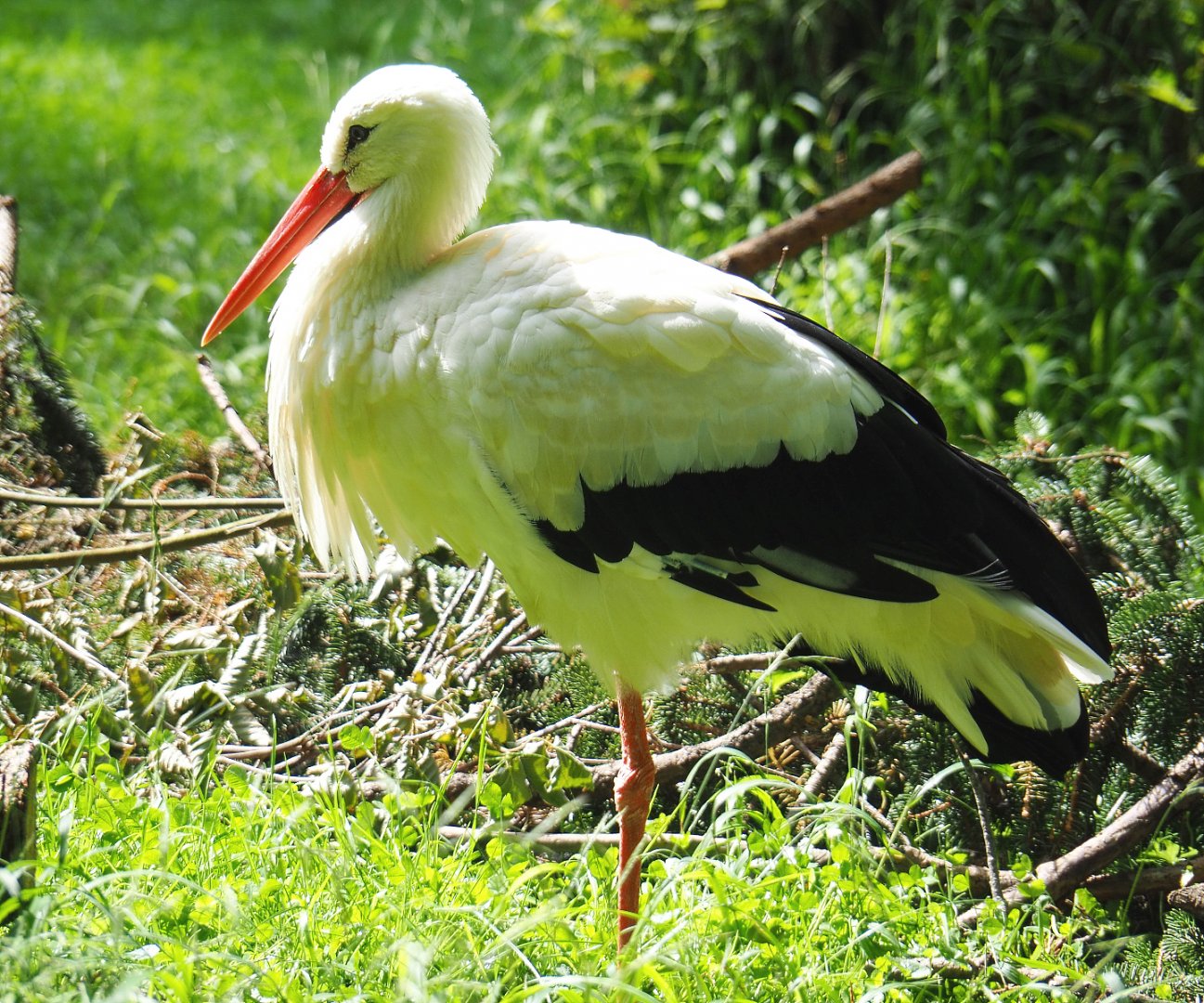 European white stork (Ciconia ciconia ciconia), 2021-08-15