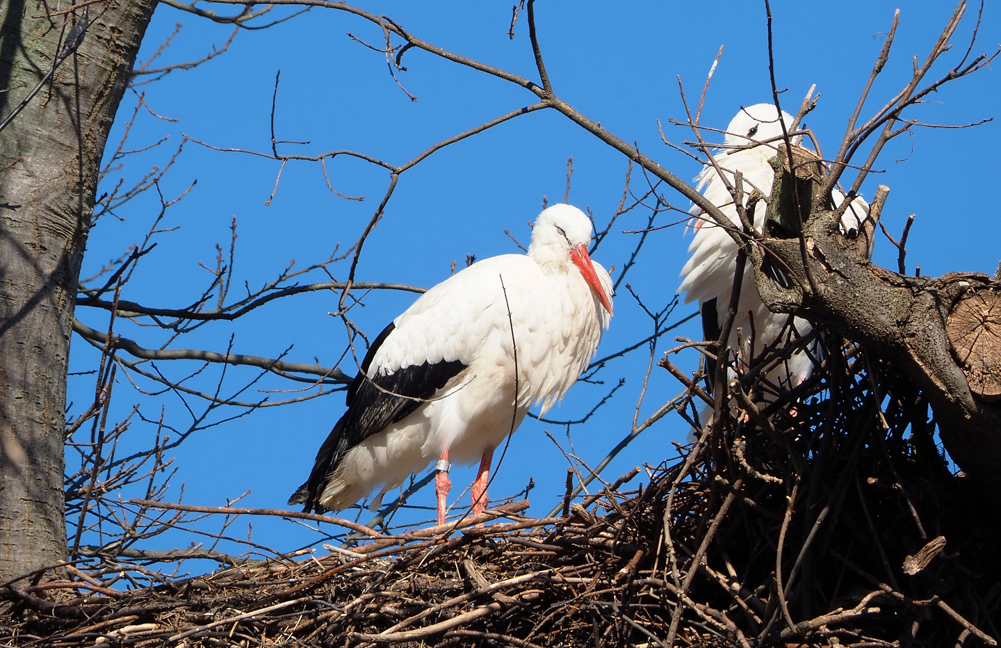 European white stork (Ciconia ciconia ciconia), 2022-03-08